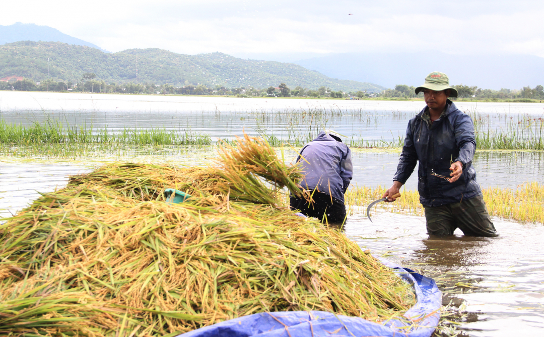 Người dân Đăk Lăk cuống cuồng gặt lúa non chạy lũ