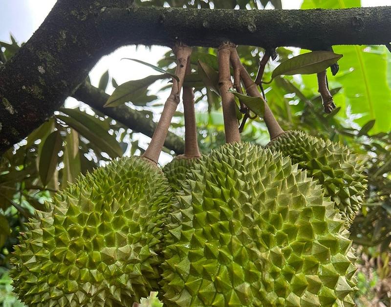 Sầu riêng Musang King trĩu cành, chín rụng bán 3 triệu đồng/quả