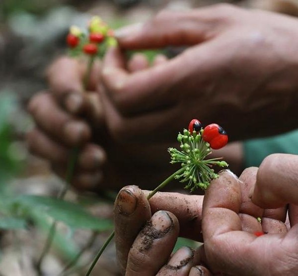 Loại hạt đắt nhất Việt Nam, giá hàng trăm triệu đồng/kg