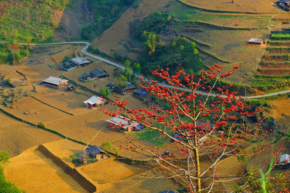 Không phải ai cũng biết Hà Giang còn có một mùa hoa đẹp đến thế 