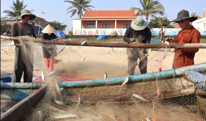 Trúng mùa cá trích, ngư dân mỏi tay gỡ “chiến lợi phẩm” 