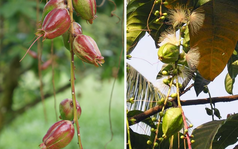 Bài thuốc từ cây lộc vừng chữa bệnh trĩ, tiêu chảy 