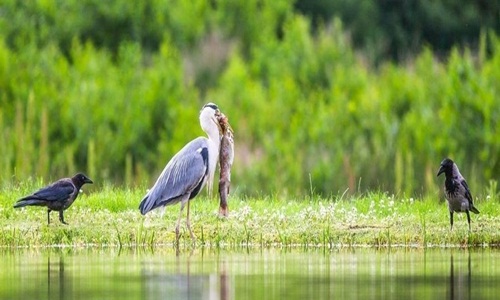 Bầy quạ “đánh hội đồng” cướp cá của diệc trắng