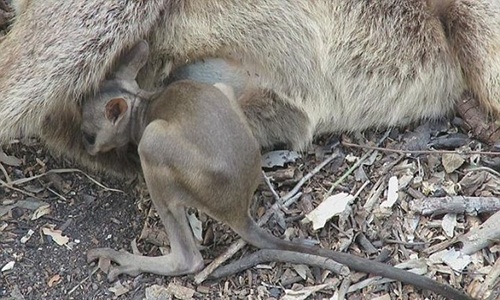 Xót lòng chuột túi Wallaby con lao vào túi mẹ đã chết 