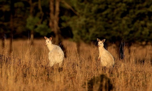 Ám ảnh cuộc sống mong manh của kangaroo bạch tạng 