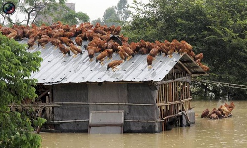 Muôn vàn cách đối phó với lũ của động vật