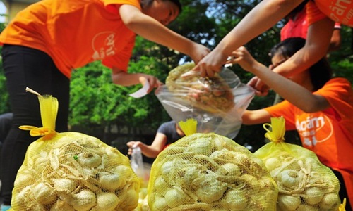 Hành tỏi Lý Sơn bị thương lái ép giá điêu đứng