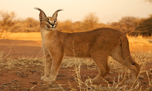 Ảnh siêu độc về loài mèo hoang dã caracal