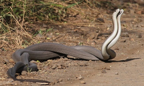 Ảnh hiếm rắn mamba đen nhảy vũ điệu giao phối lãng mạn