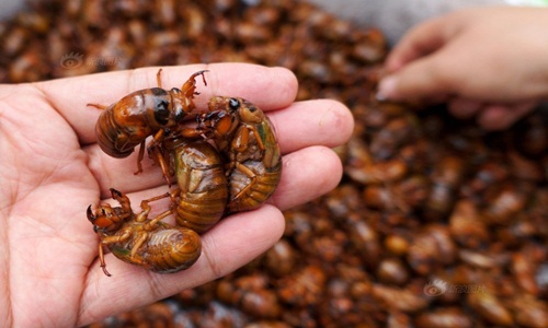 TQ: Hàng ngàn con ve sầu bị săn giết mỗi ngày