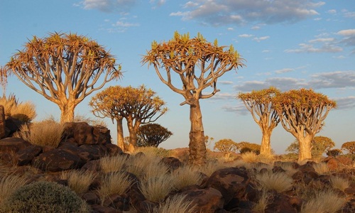 Kỳ quái rừng cây rung động ở Namibia 