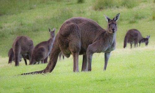 Cận cảnh quái vật kangaroo "6 múi" khiến các quý ông ghen tị