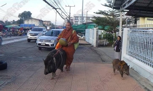 Kỳ lạ nhà sư khất thực cùng với hai đệ tử lợn rừng