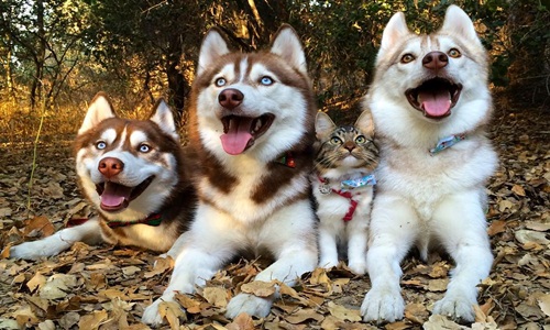 Kỳ lạ cô mèo cưng luôn nghĩ mình là chó Husky