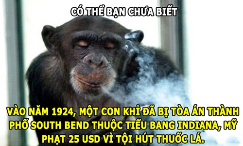 Độc lạ: Khỉ bị phạt tiền vì... hút thuốc lá