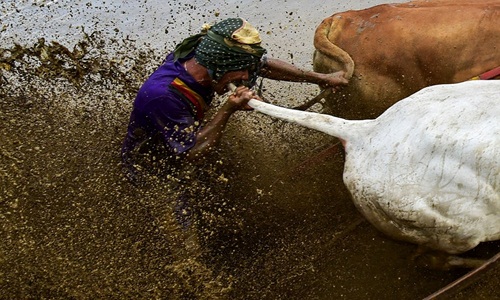 Hành vi lạ trong cuộc đua bò kịch tính ở Indonesia