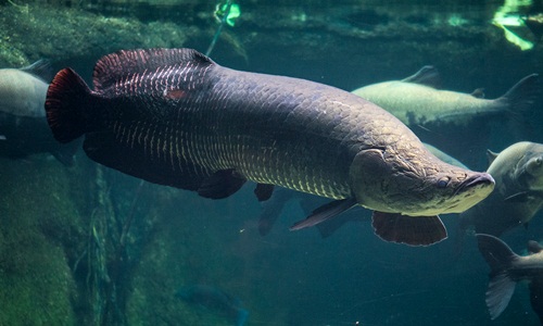 Lời kể hãi hùng về loài cá khổng lồ Arapaima