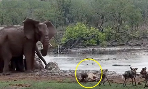 Voi làm anh hùng, giải cứu linh dương khỏi chó hoang khát máu