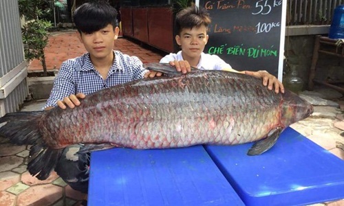 Trắm đen khổng lồ to hơn người: Huyền thoại "thủy quái" hồ Thác Bà