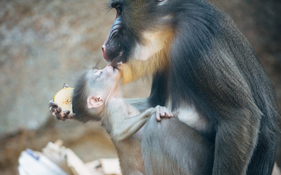 Khoảnh khắc khỉ con "công chúa" làm nũng mẹ siêu đáng yêu 