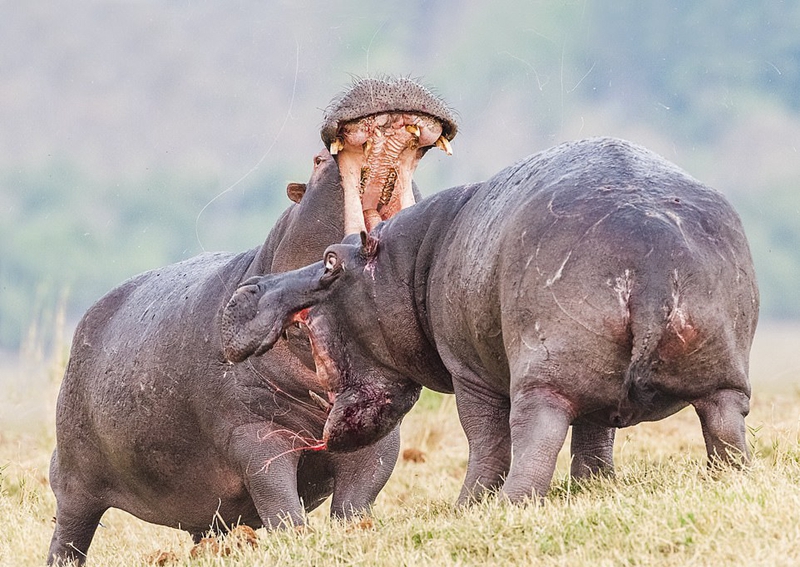 Cặp đôi hà mã ném phân, đánh nhau bằng đòn trời giáng