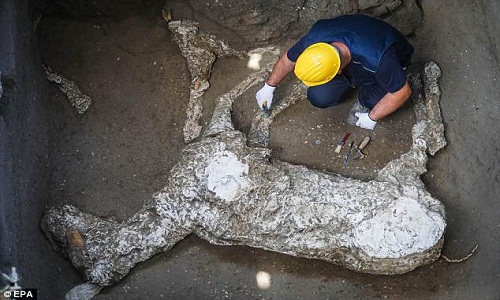 Phát hiện bất ngờ về xác ngựa chiến bị chôn vùi ở Pompeii