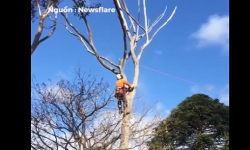 Video: Người đàn ông suýt té từ trên cao khi đang cưa cành cây