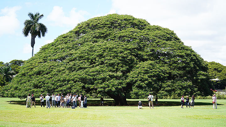 Độc đáo cây cổ thụ giúp Hawaii kiếm bộn tiền từ... Nhật Bản