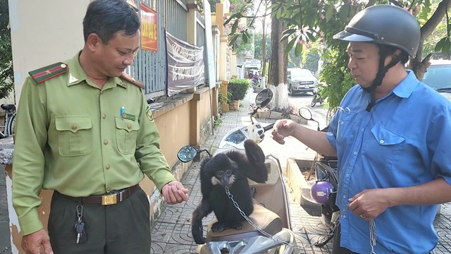 Người dân TP.HCM bàn giao cá thể vượn đen má trắng: Loài cực hiếm!