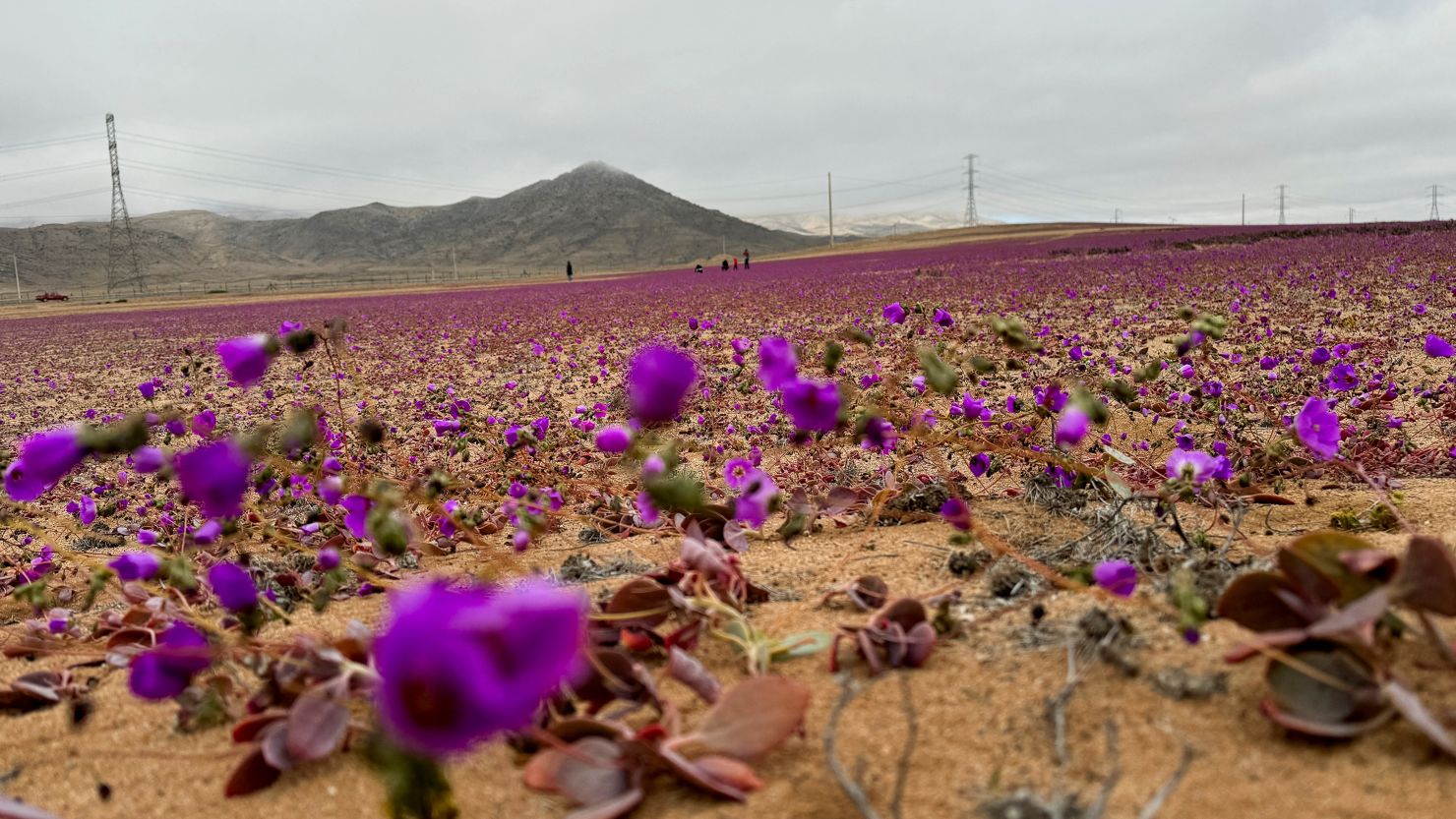 Hoa nở bất thường ở sa mạc Atacama 