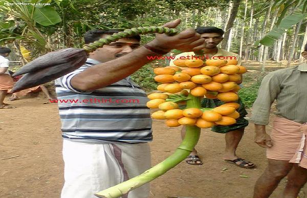 Ảnh độc chỉ có ở Sri Lanka (2)