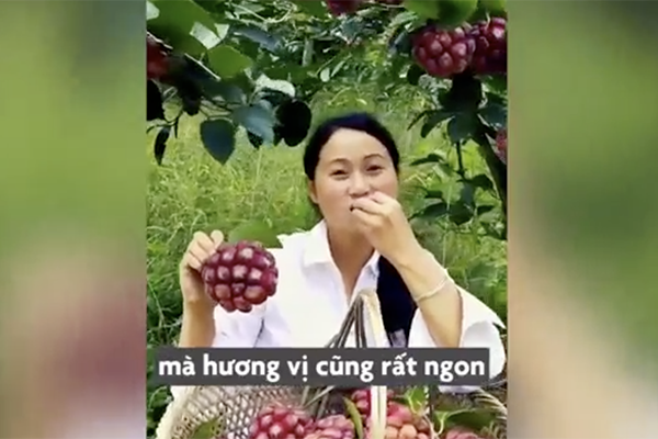 Video: Quả na rừng kỳ lạ có giá bán đắt đỏ