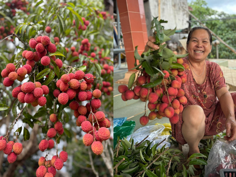 Sửng sốt trước cây vải độc nhất vô nhị ở xóm núi D’ran 