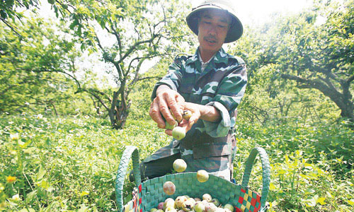 “Thủ phủ” vùng mận mất mùa nghiêm trọng, dân Mộc Châu buồn thiu 