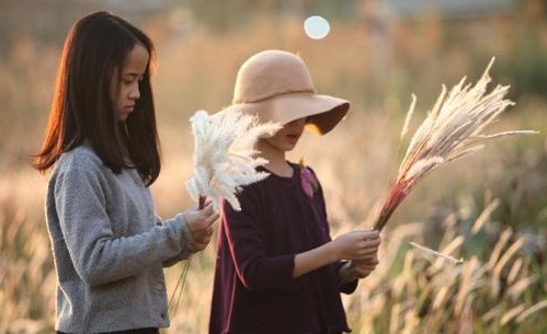 Vườn lau um tùm ở KĐT Linh Đàm có sức hút lạ thường