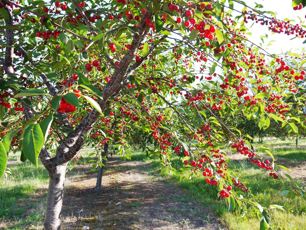 Thích thú với thu hoạch cherry ngay tại vườn