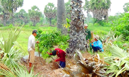 Thốt nốt chục tuổi bị đốn không thương tiếc bán làm cảnh 