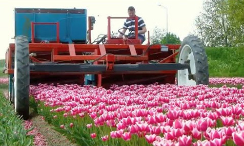 Cảnh thu hoạch hoa tulip siêu cao thủ