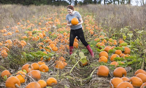 Tận mục trang trại trồng bí ngô khổng lồ cho lễ Halloween