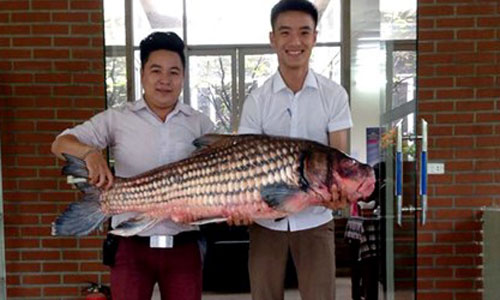 Bắt được cá Hô quý hiếm hơn 30kg ở Tây Nguyên