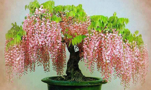 Ngắm bonsai nở đầy hoa hút hồn khách hàng