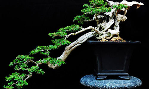 Ngắm bonsai dáng độc hút hồn người xem