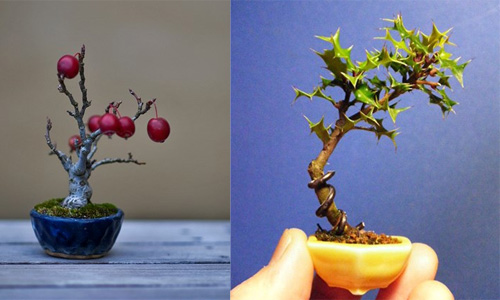 Ngắm bonsai để bàn lạ mắt hút hồn người mua