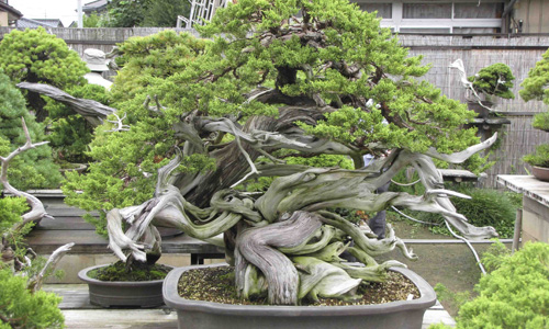 Những chậu bonsai “khủng” khiến dân chơi thích mê