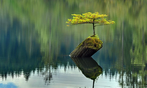 Mãn nhãn những cây bonsai đẹp nhất quả đất