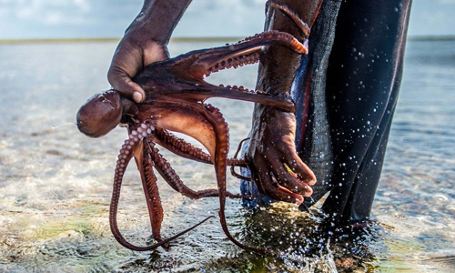 Theo chân những thợ săn bạch tuộc chuyên nghiệp ở Zanzibar