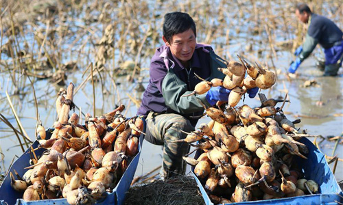 Xem nông dân Trung Quốc thu hoạch củ sen mùa bội thu