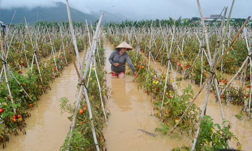 Nông dân Việt “khóc ròng” vì thất thu do mưa lũ 