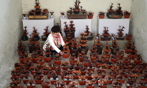 Bonsai linh chi gây sốt ở Trung Quốc