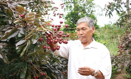 Nhãn tím 'độc nhất vô nhị' miền Tây: Nhìn là mê, sờ là thích